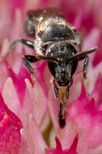 Lasioglossum buccale
